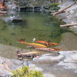 Luksus w ogrodzie – jak architektura z granitu i japońskie karpie koi tworzą przestrzeń premium?