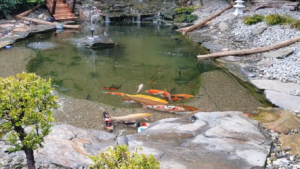 Luksus w ogrodzie – jak architektura z granitu i japońskie karpie koi tworzą przestrzeń premium?